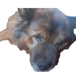 Roko