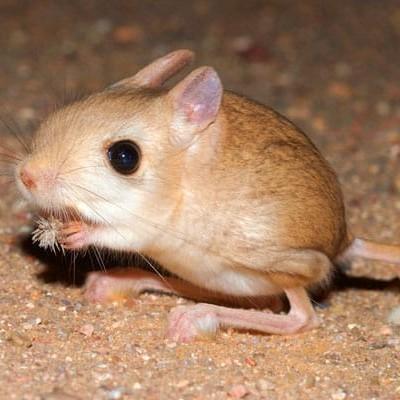Rato Canguru