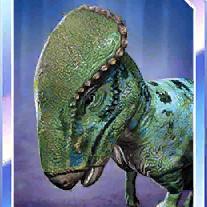 homalocephale chameleon