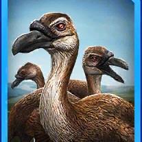 rodrigues solitaire