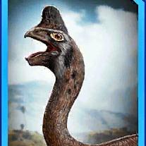 oviraptor hawk