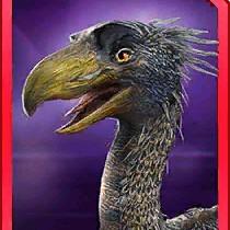 phorusaura