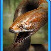 titanoboa gen 2