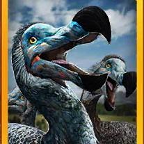 dodo