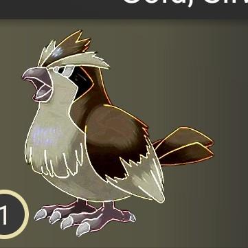 Pidgey