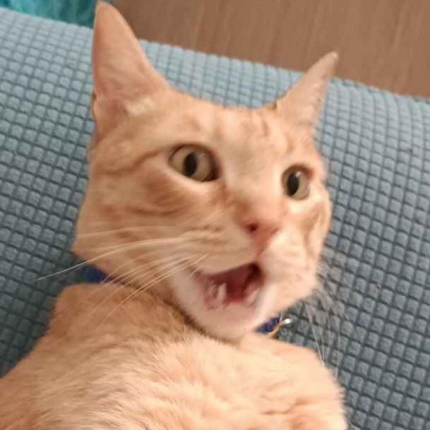 Cucurella