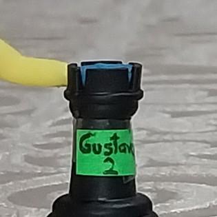 Gustavo