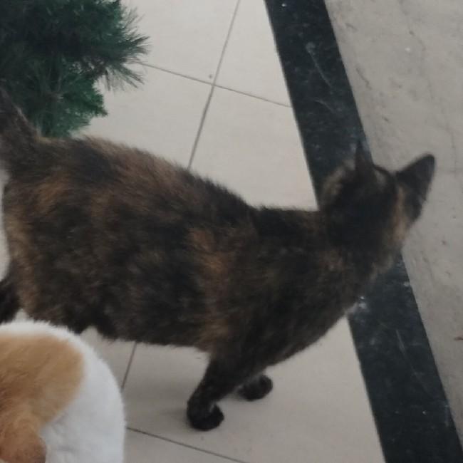 Gata mãe