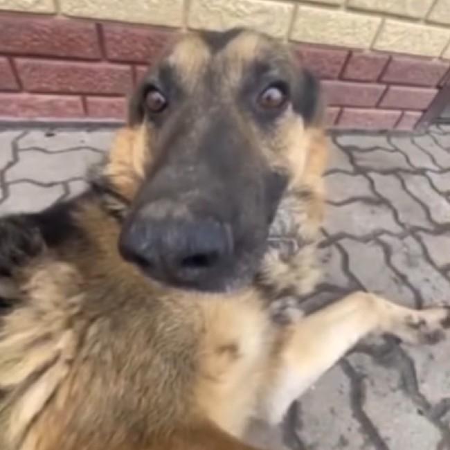 Cachorro zoiudo