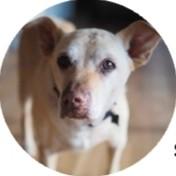 Sprocket Rocket Tennis League