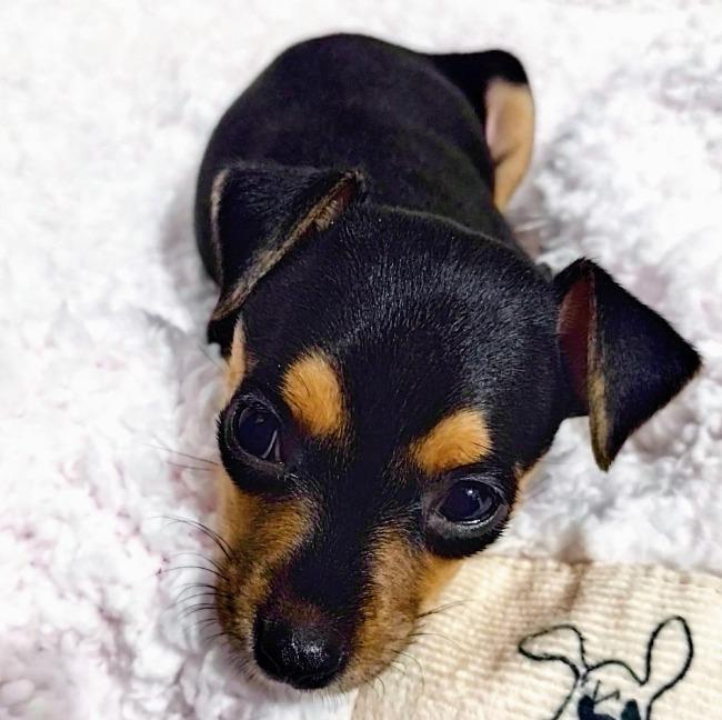 Bela