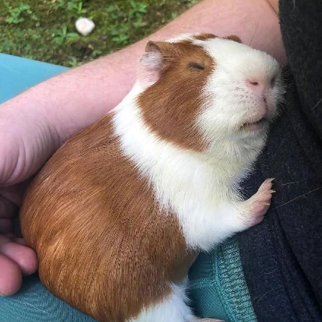 Porquinho da índia dorminhoco