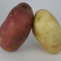Pair of Spuds