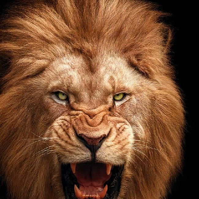 Algicosathlon sem nome