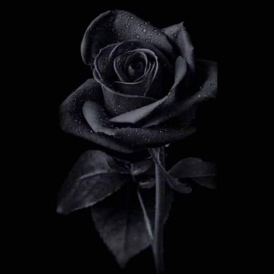 BLACK ROSE