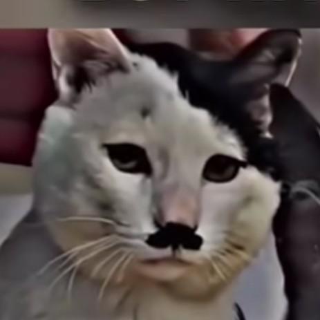 Kitler