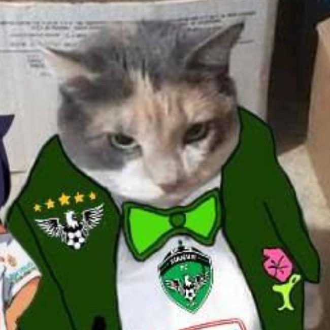 Gatinho pansudinho