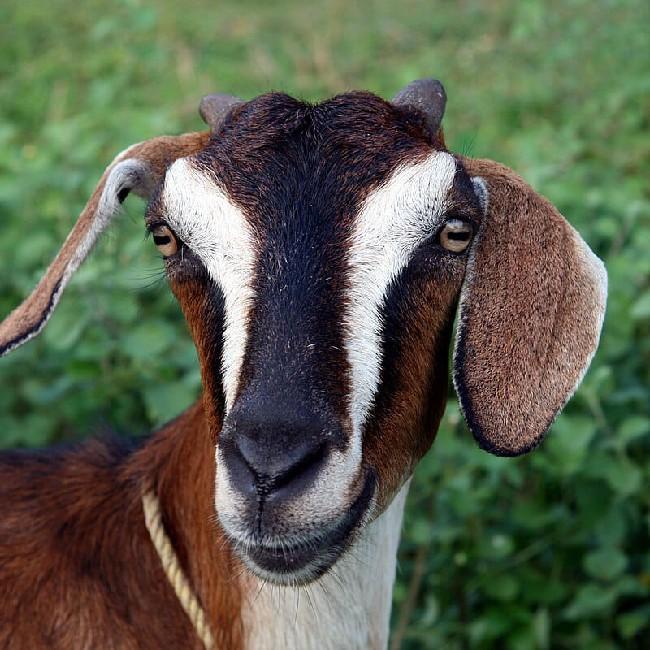 Nxf Goat