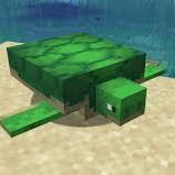 Turtle Town