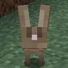 Rabbit City