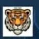 India Tiger