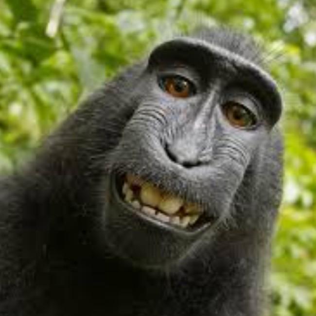 Monkey boi