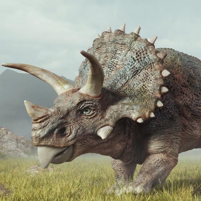 Triceratops