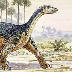Shunosaurus
