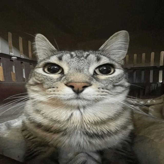 Сигма мумент