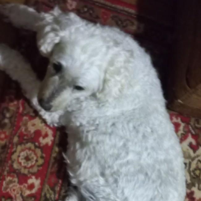 Лиза