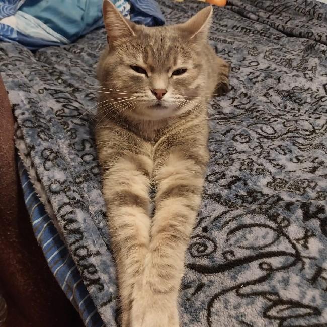 Сима