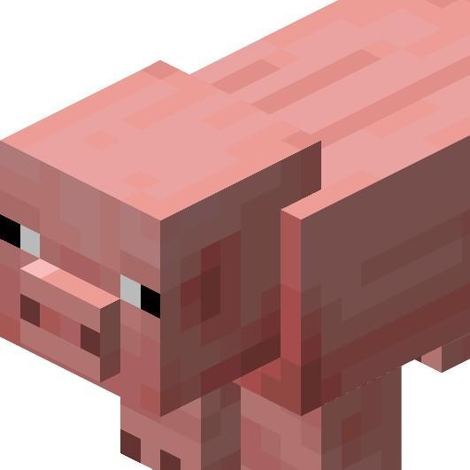 pig