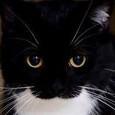 KITTTYYYYYYYY
