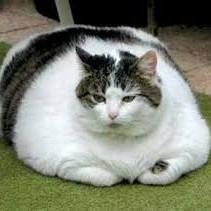food pls