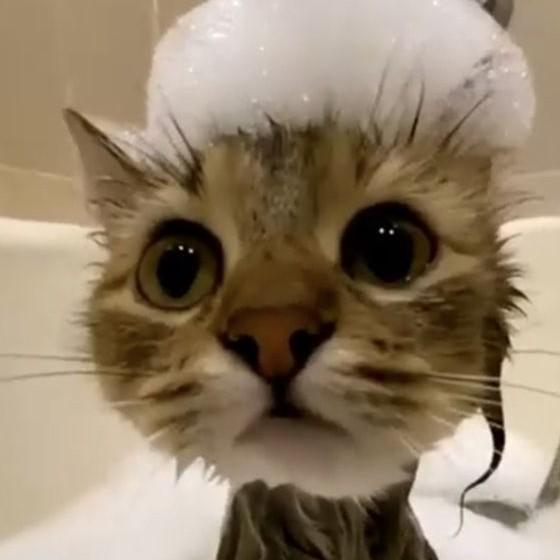 miauw