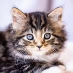 kitttttyyyy