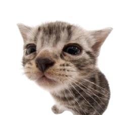 kitty