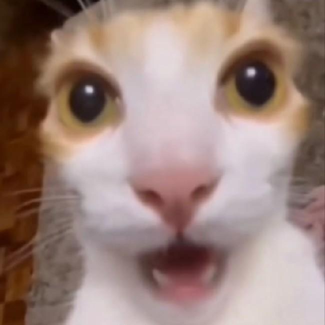 meow