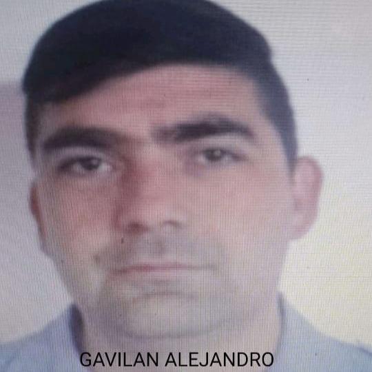 Gavilán Alejandro