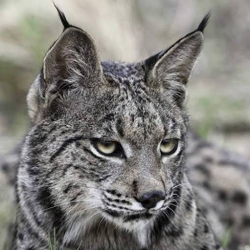 JAVI "EL LINCE" GUTIERREZ