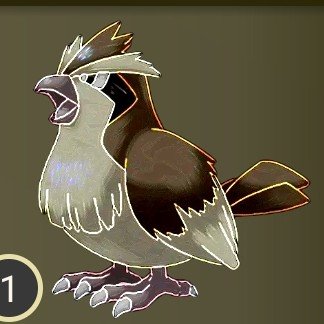 Pidgey