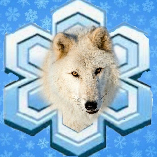 Lobos Árticos🐺❄️